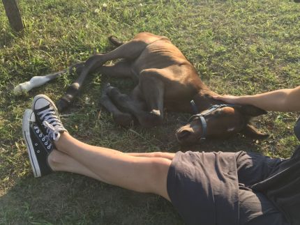 Dharma Mentett Állatok Kertje Bungalók & Farmping8