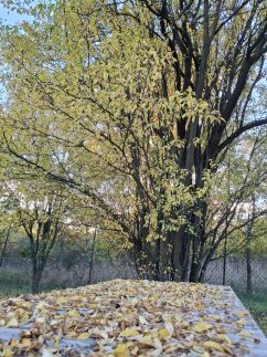 Téli Berkek Vendégház148