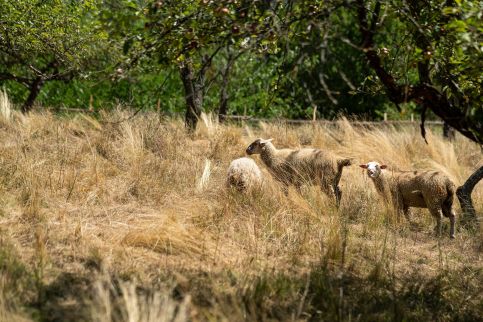 Pusztakisfalu Vendégház 2 -4