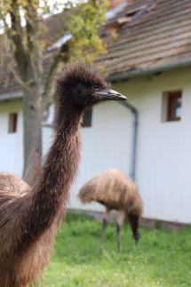 Storchennest Birtok2