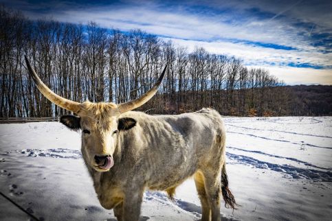 Szépalma Hotel & Ménesbirtok26