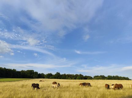 Szépalma Hotel & Ménesbirtok28