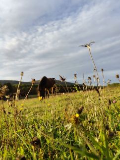 Szépalma Hotel & Ménesbirtok29