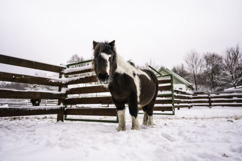 Szépalma Hotel & Ménesbirtok34