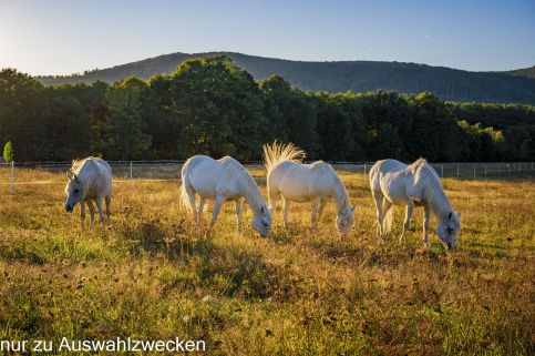 Szépalma Hotel & Ménesbirtok38