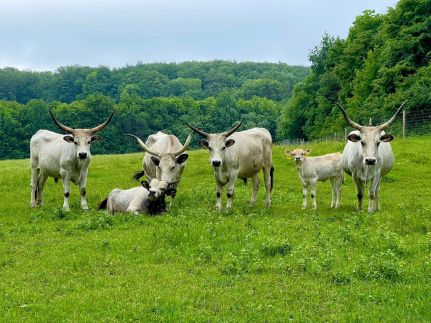 Szépalma Hotel & Ménesbirtok44