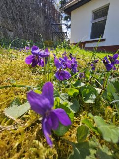 Lantos Vendégház12