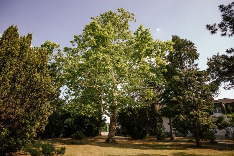 Balatonalmádi Akadémiai – Balatonalmádi fotó 3