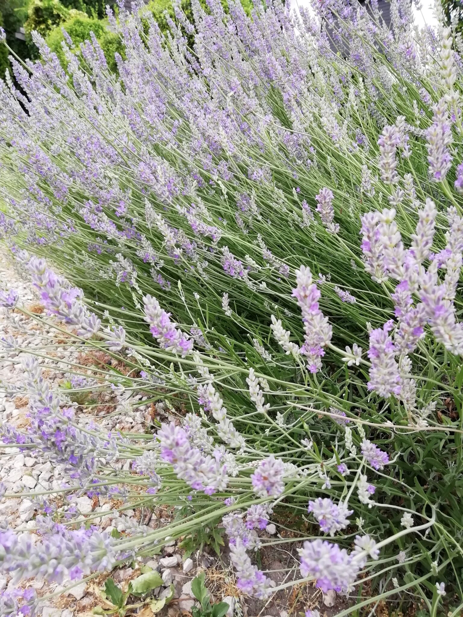 Irsai Szelence Vendégház – Doba fotó 13