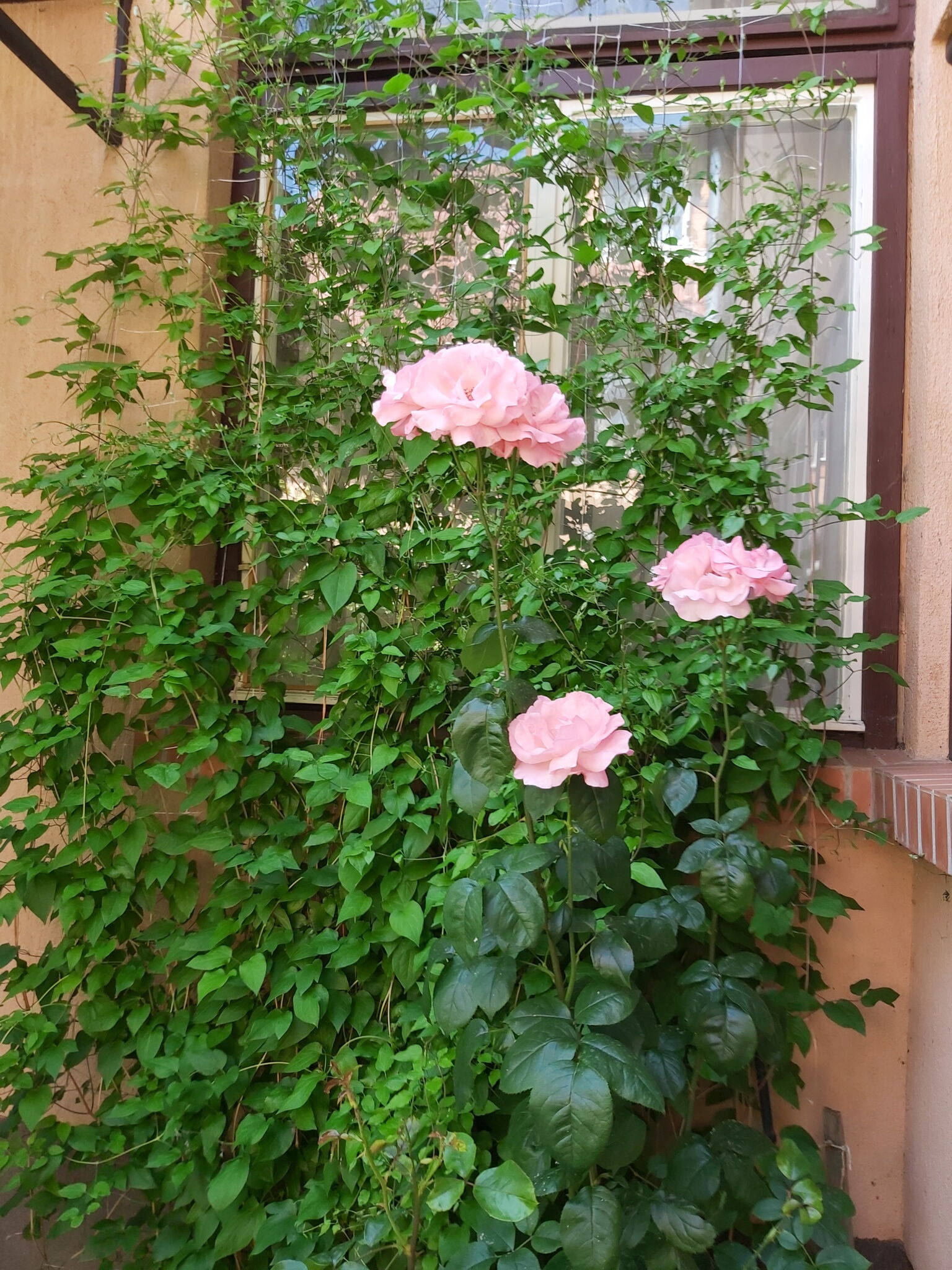 Székely Apartman – Gyula fotó 2