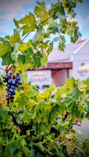 Zánkapu Szálláshely46