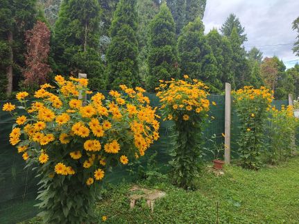 Kovács Vendégház23