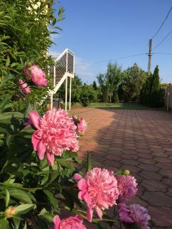 Family Apartments - Garden2