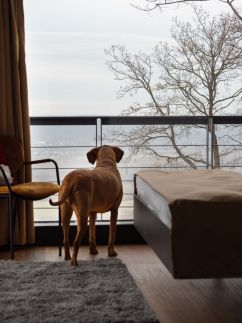 Dog Hill Apartman****21