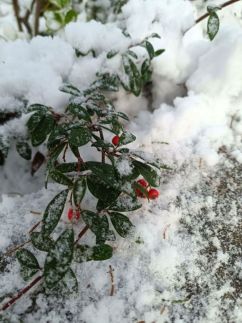 Ranunculus Vendégház189