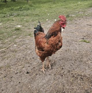 Amália Vendégház14