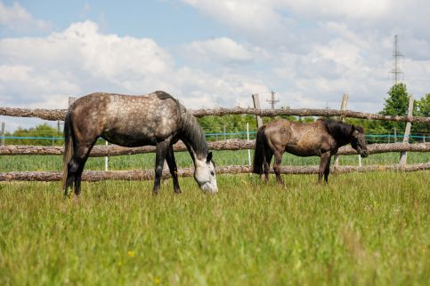 Tulipános Kuckó az Őrségben16