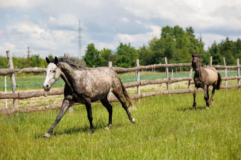 Tulipános Kuckó az Őrségben17