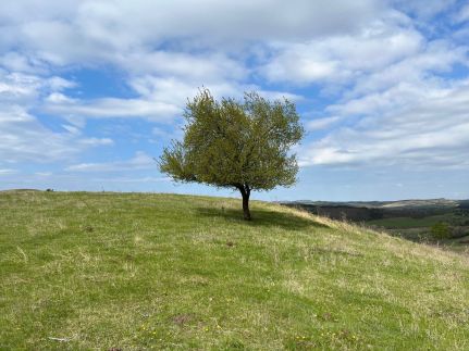 Sylvatica Vendégház13