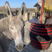 Ulbert Pince Panzió