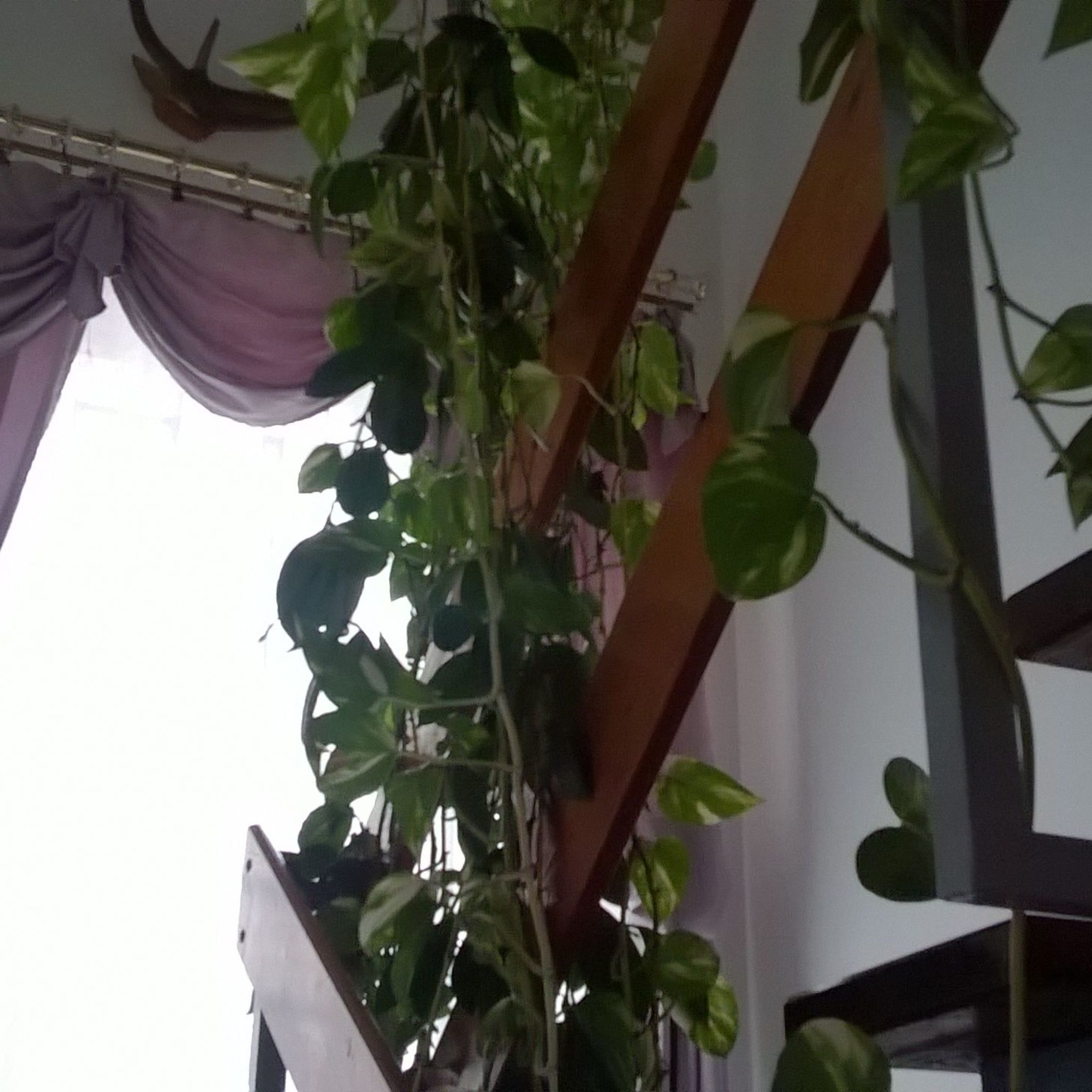 Erzsike Vendégház Siklós – Siklós fotó 21