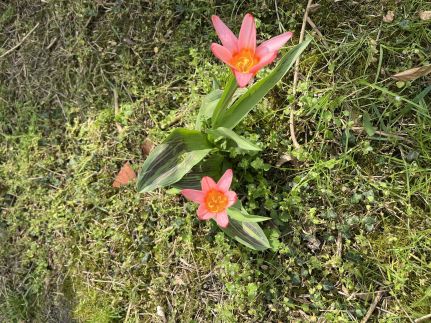 Lipót-Cottage Vendégház33