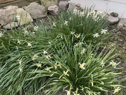 Lipót-Cottage Vendégház34