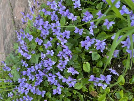 Lipót-Cottage Vendégház37