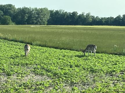Lipót-Cottage Vendégház38