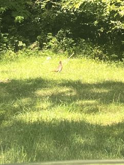 Lipót-Cottage Vendégház39