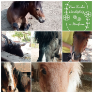 Póni Kuckó Vendégház és Minifarm