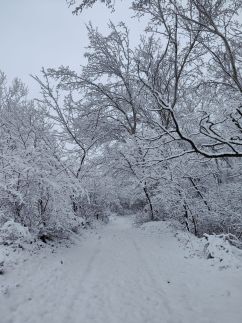 Forest Cottage 202427