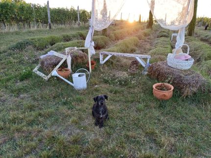 Mediterrán Birtok44