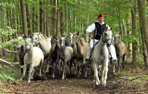 Csipkéskúti Lovas Vendégház8