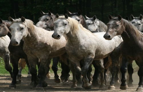 Csipkéskúti Lovas Vendégház