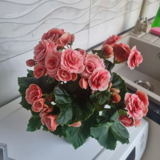 Muskátli Lux Apartman1