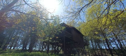 Kis Tűzlepke Lombház19
