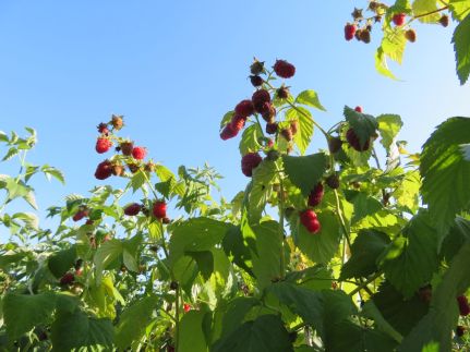 Aracsa Farm és Vendégház4