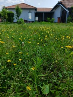 Liget Apartman36