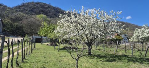 Pitypang Vendégház28