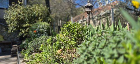 Pitypang Vendégház29