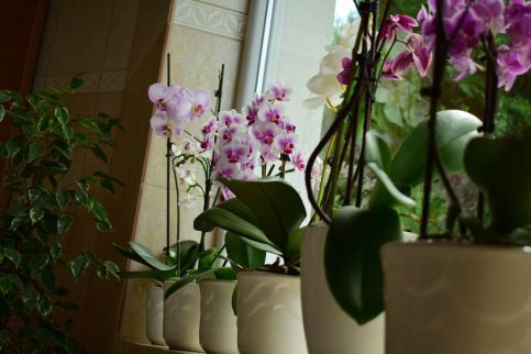Villa Orchidea13