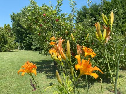 Villa Orchidea20