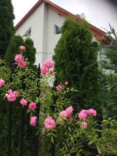 Villa Orchidea4