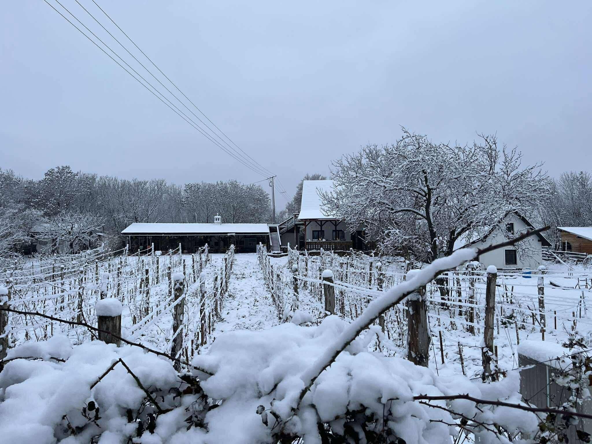 Illés Méhészet és Vendégház – Felsőörs fotó 11