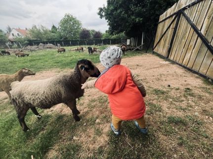 Illés Méhészet és Vendégház8
