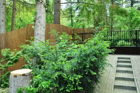 Patak Dream House37