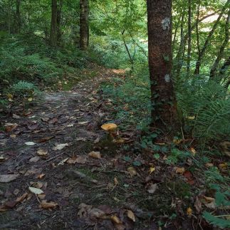 Budafai Vendégház29