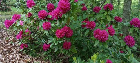 Budafai Vendégház34