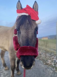 Trófeás Vendégház Kelemér28